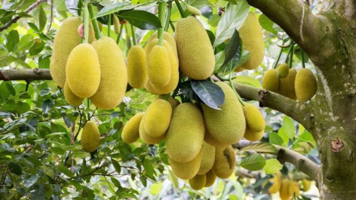 Benefits of Eating Jackfruit and Disadvantages