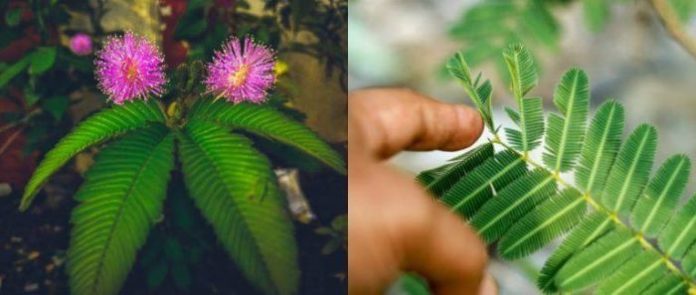 Mimosa Pudica Side Effects: Benefits of Lajwanti and Disadvantages