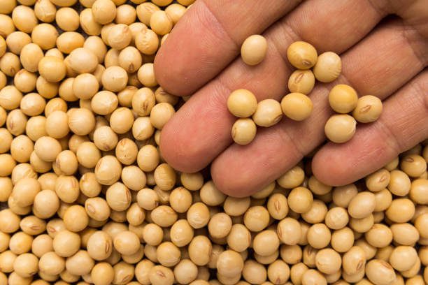 Benefits of Soybeans Eating and Side Effects