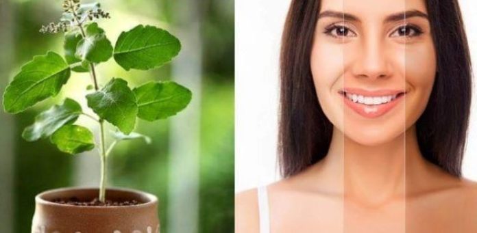 Beauty Benefits of Basil – How to Use it on Face and Hair