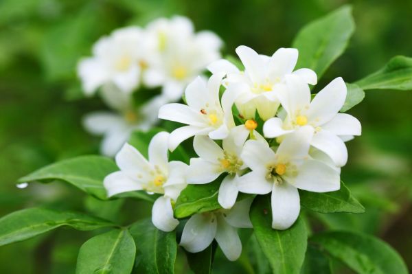 Use of jasmine flower 