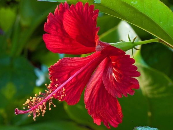 Use of Hibiscus in skin care