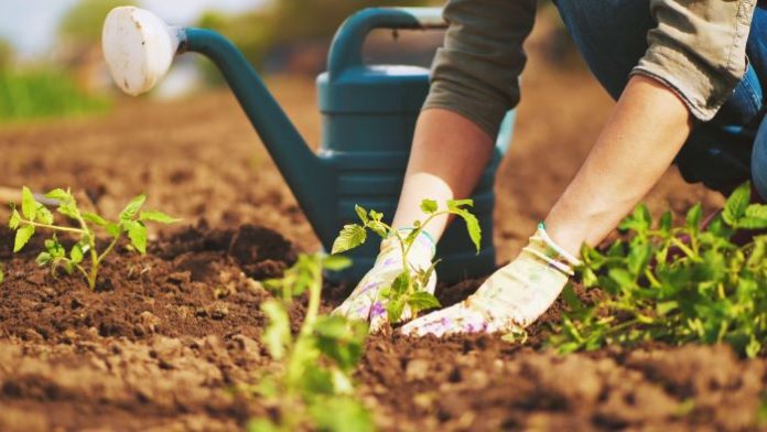 6 Reasons Why Gardening Is A Perfect Hobby