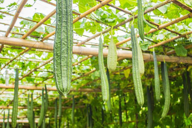 Snake Gourd Benefits & Side Effects