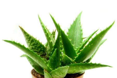 Herbs for Glowing Skin – Herbs That Makes Your Skin Glow