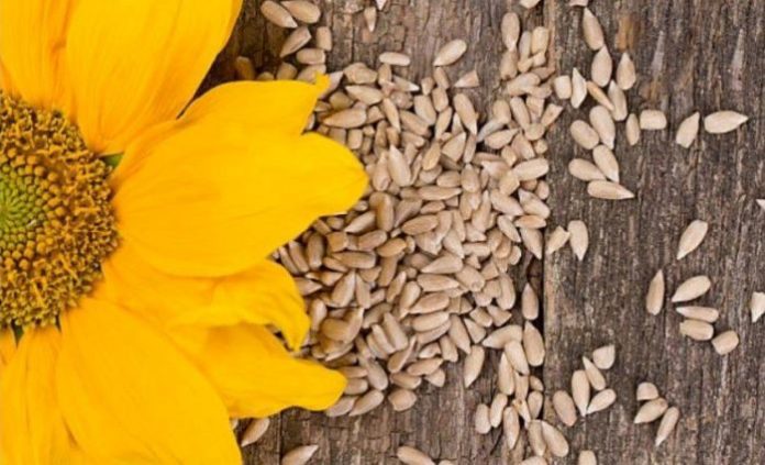 Benefits of Sunflower Seeds and Disadvantages