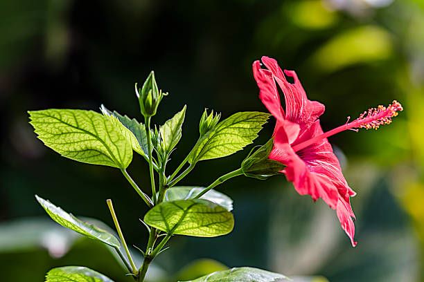 Benefits of Hibiscus Flower For Hair