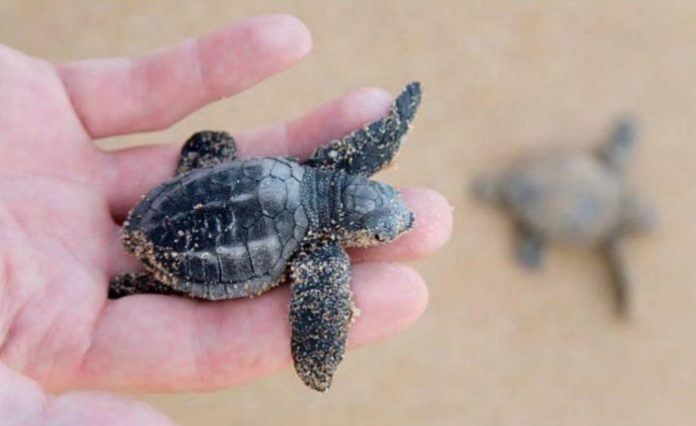 Benefits of Keeping A Turtle and How to Take Care of Turtle