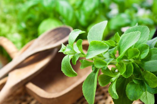 Benefits of Stevia Plant and Disadvantages of Stevia