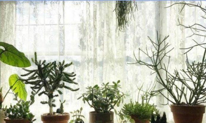 Tips to Decorate Plants in your Home