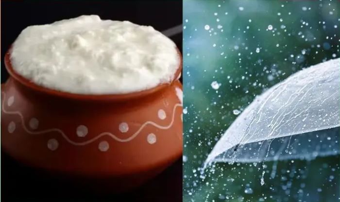 Why Should We Not Eat Curd During Monsoon